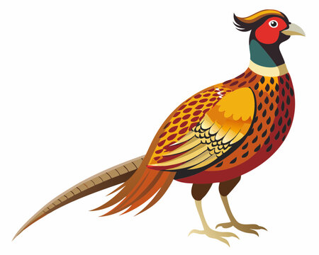 recommend clip art: Common pheasant bird vector art illustration