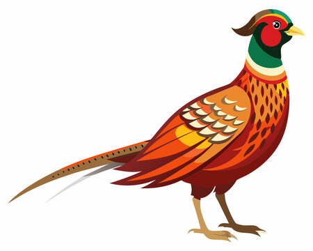 recommend clip art: Common pheasant bird vector art illustration