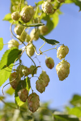 Hop bushes. Wild hops. Hops for brewing. Hops.