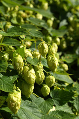 Fototapeta premium Hop bushes. Wild hops. Hops for brewing. Hops.