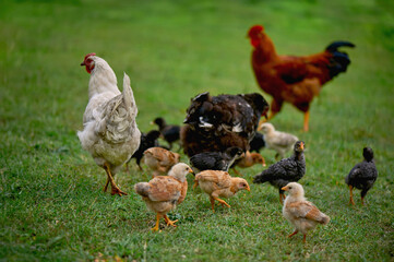 Rooster and Two free range organic agrarian hens guiding their chicks they forage for food in grassy. Concept sustainable farming practices. Copy space and empty space for advertising