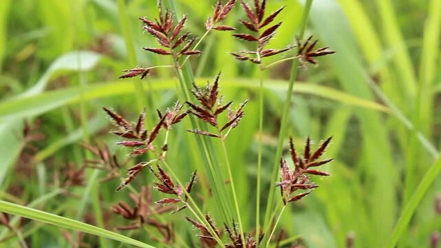 Cyperus longus, Galingale or nut grass close up footage

