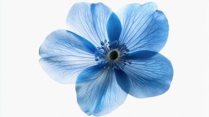 Blue flower isolated on white background, png with transparency. transparent background