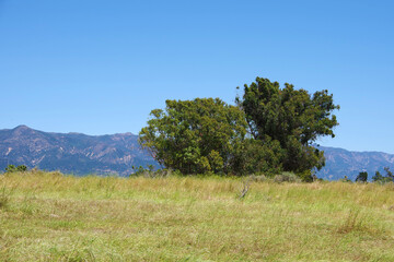 Landscape with trees and Santa Ynez mountains in the back