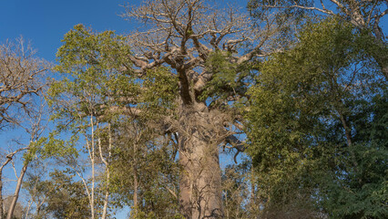 An old baobab grows in the forest, bottom-up view. A thick trunk. Intricately twisted branches of the crown against the blue sky. There are thickets of trees around. Madagascar. Morondava.