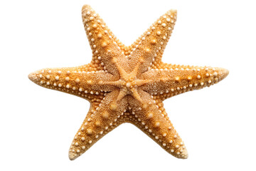 Close-up starfish isolated on transparent background