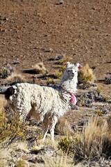 A llama stands in a dry, arid landscape, showcasing its fluffy coat and pink accessories.