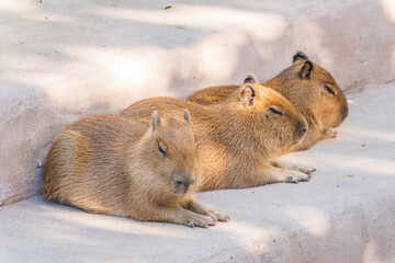 Three capybara in the park