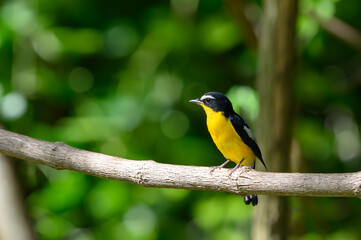 Yellow-rumped Flycatcher