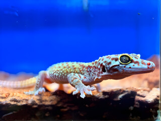 Naklejka premium Tokay gecko for background 