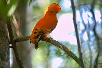 A vibrant orange bird perched on a branch in a lush forest setting.
