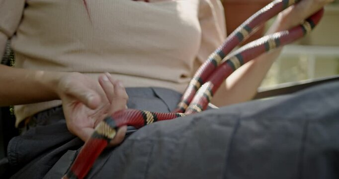 Close up shot of a woman's hands holding her Scarlet King snake