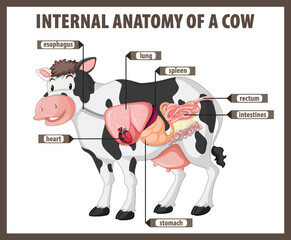 Internal Anatomy of a Cow