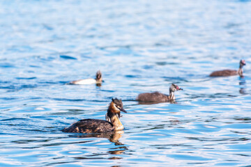 Obraz premium The waterfowl bird, great crested grebe with chick, swimming in the lake.