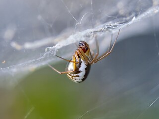 A close-up of a spider on its web, showcasing intricate details and natural beauty.