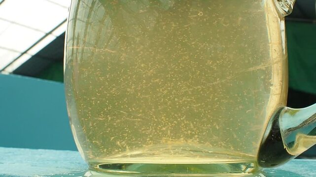 Pacific White Shrimp Postlarvae for Quality Inspection in Hatchery Glass.white shrimp postlarvae (Litopenaeus vannamei) swimming inside a glass beaker container for health and quality inspection