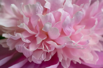 Pink Peony