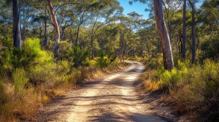 Obraz premium A rugged sandy track cuts through the forest, with tall trees and bushland all around under a bright blue sky
