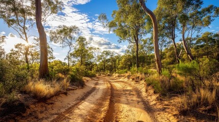 Fototapeta premium A sandy trail winds through the outback forest with towering trees and bright skies, evoking adventure and exploration