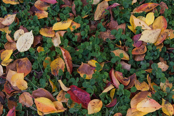 落ち葉とクローバー