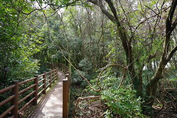 fine boardwalk through primeval forest