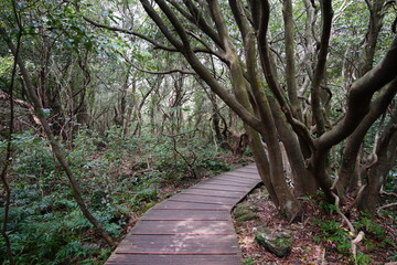 fine spring boardwalk through old trees and vines