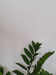 A straight green branch placed against a smooth grey concrete wall. Ideal for minimalistic illustrations or as a background