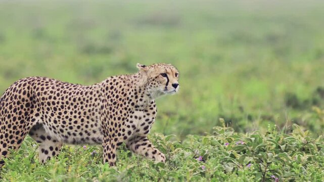 Slow Motion Cheetah Walking Close Up in Serengeti National Park, Panning Shot with Detail of Head of Cheetahs on the Move in Tanzania in Africa on African Wildlife Safari Animals Game Drive