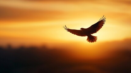 A lone bird flying high over an open landscape, its silhouette framed by the golden light of the setting sun