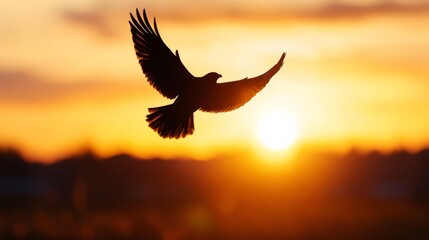 Obraz premium A lone bird flying high over an open landscape, its silhouette framed by the golden light of the setting sun
