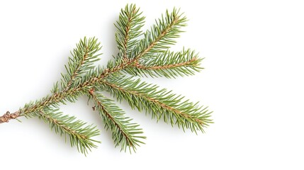 A beautifully detailed fluffy spruce branch, showcasing lush green needles and a soft, textured appearance, perfect for holiday decor, winter themes, or nature-inspired designs, 