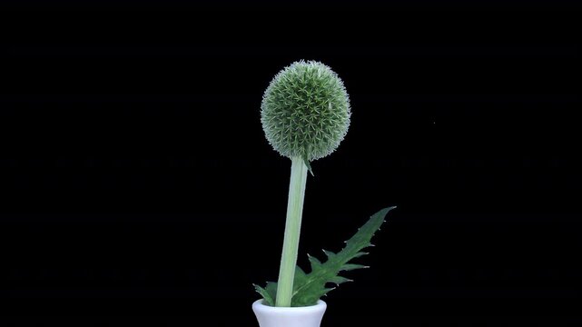 Time lapse of growing weed