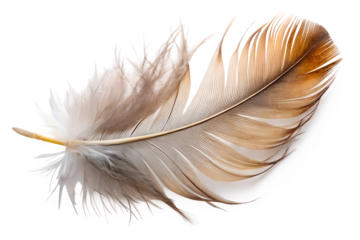 Single brown feather isolated on transparent background