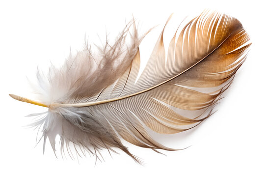 Fototapeta Single brown feather isolated on transparent background