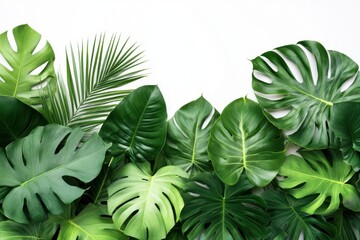 Fototapeta premium A image of a dense arrangement of lush green tropical leaves
