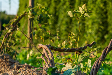 Hops field after harvesting phase with cut roots from a Bavarian field 
