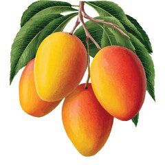 Ripe and Vibrant Mangoes Hanging from a Branch with Lush Green Leaves, Perfect for Tropical-Themed Designs. 