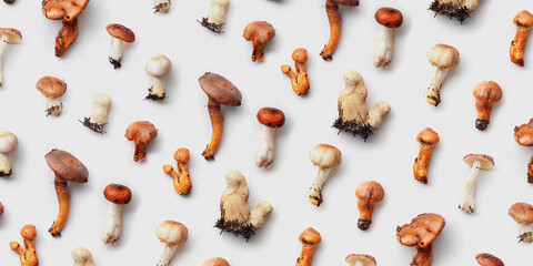 Collection of natural forest mushrooms on light background. Creative minimal aesthetic pattern as concept of autumn season calm, organic atmosphere, natural beauty. Autumnal top view banner