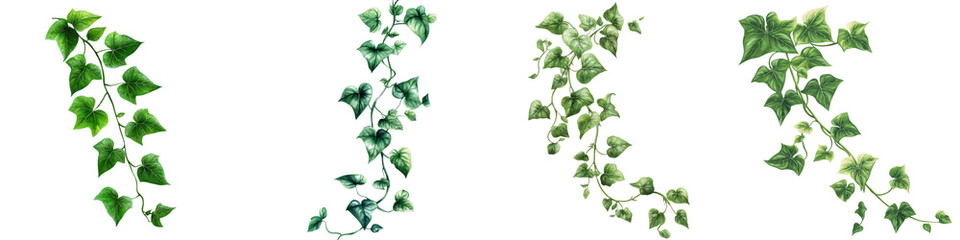 Closeup of lush trailing ivy vines with vibrant green leaves growing and climbing on a wooden surface or structure  This image showcases the natural beauty and verdant overgrowth of this decorative