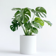 Monstera with large leaves in pot on a white background. 