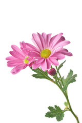 bright pink gerbera daisies isolated white background, flowering plant with vibrant blooms taken in selective focus with leaves