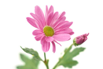 close-up of pink gerbera daisy with bud isolated white background, flowering plant with vibrant blooms taken in selective focus