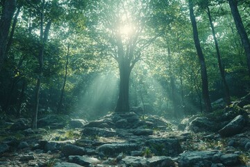 Obraz premium Sunbeams Through Dense Forest Canopy Over a Rocky Path