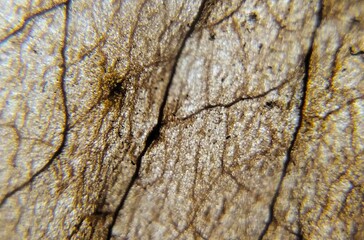 Dry leaves have natural lines and textures so they are often used as inspiration for painters, designers and illustrators.