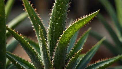 Close-up of a tropical aloe vera plant with green leaves.