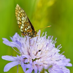 A butterfly perched on a purple flower, showcasing nature's beauty and pollination.