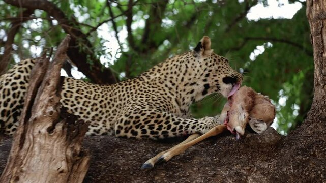 young male leopard plucking hair off an impala