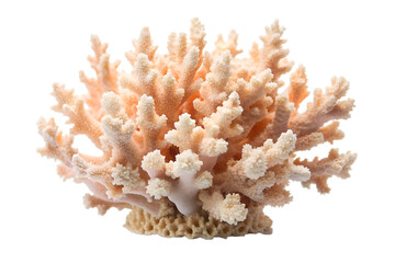 Coral branch with intricate texture isolated on transparent background