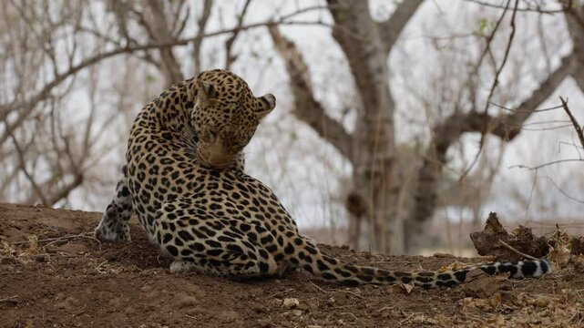  Female leopard licking herself clean
