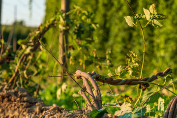 Hops field after harvesting phase with cut roots from a Bavarian field 